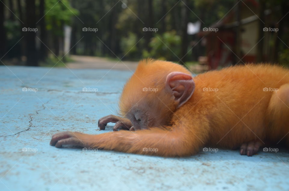 Orange Monkey