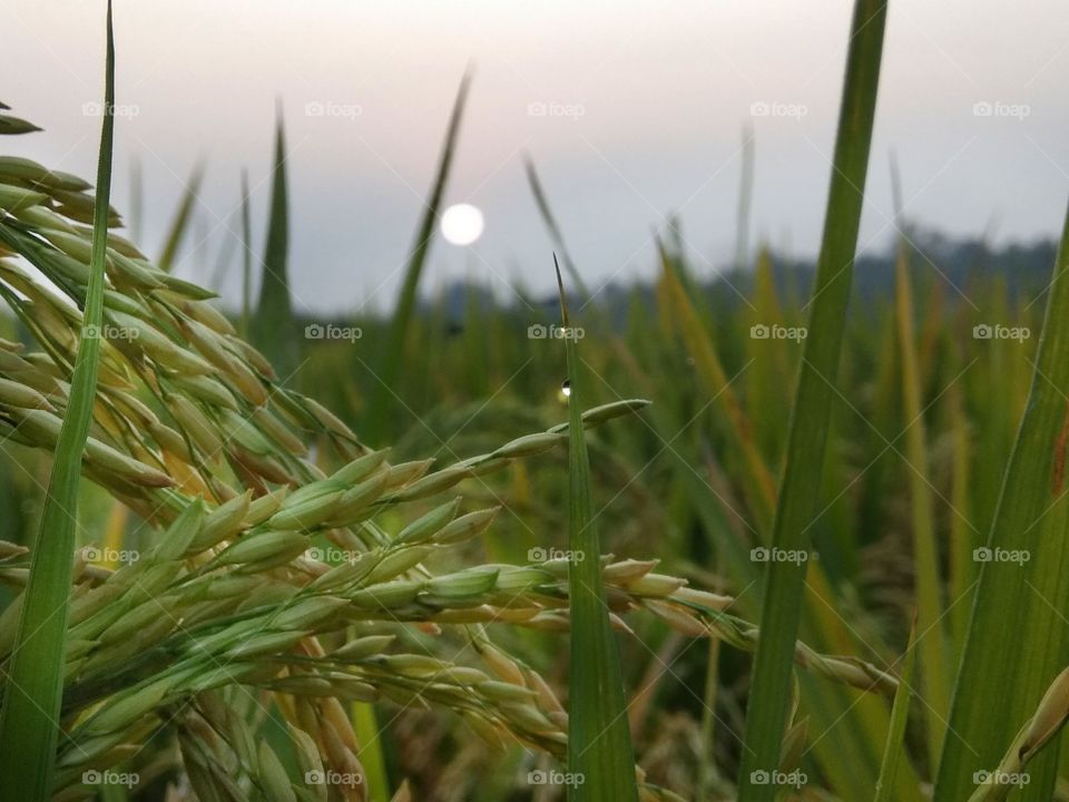 agricultural farming