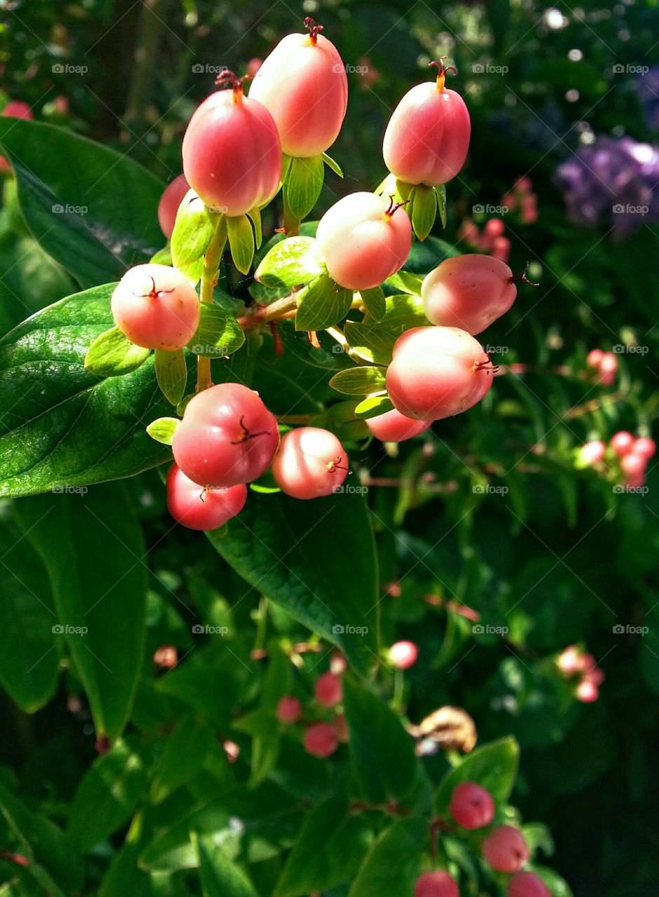 Hypericum fruits in the sun. Hypericum aka St. John' s wort