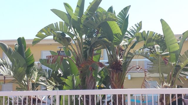palm trees