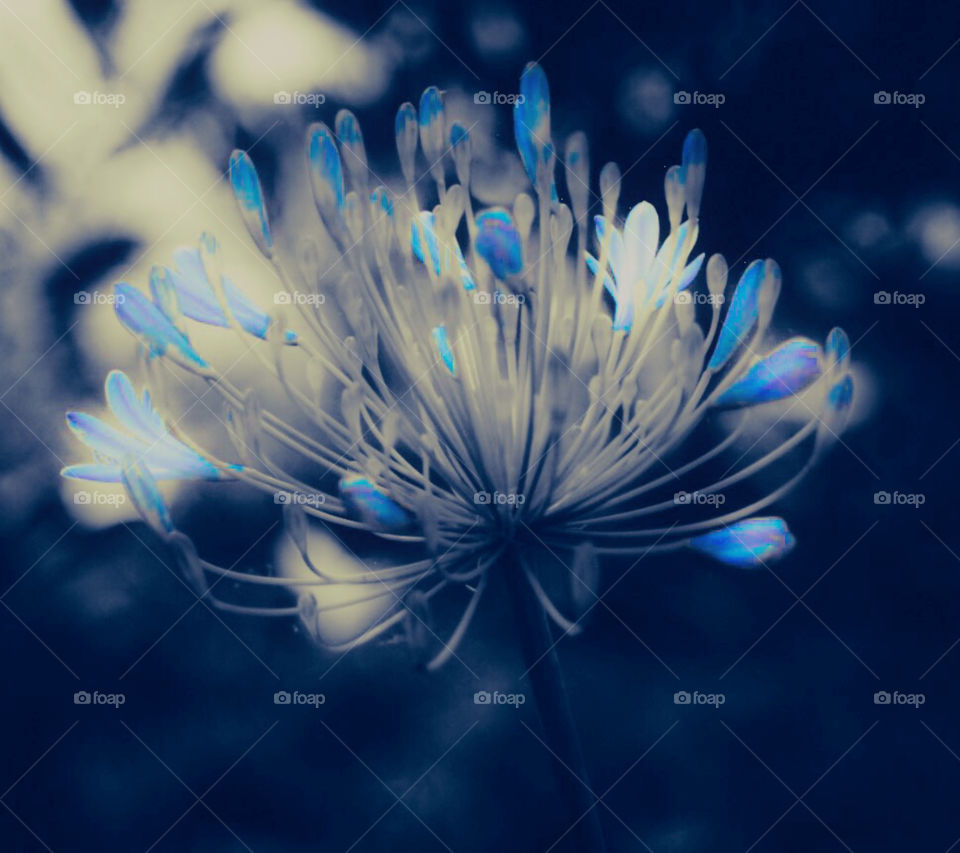 Special effects. Flower with colored petals and all other colors removed