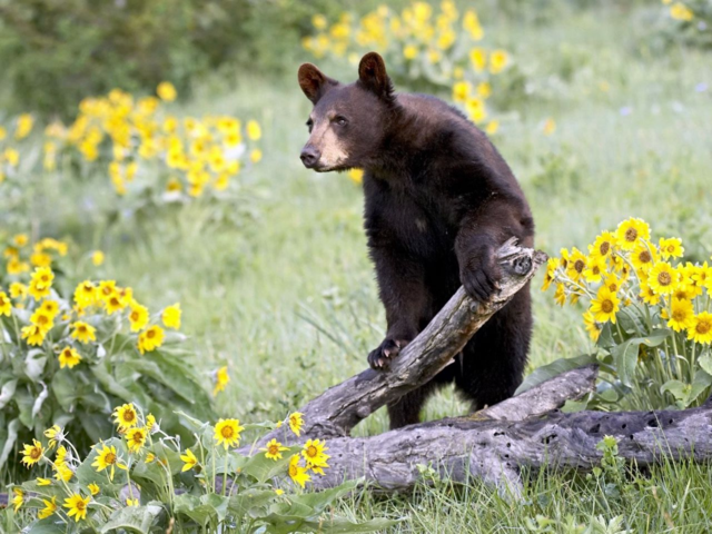 Surprise bear
