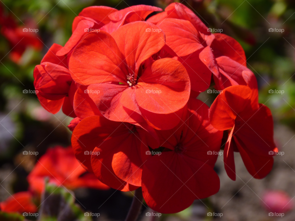 nature flower red colour by lancashirelad