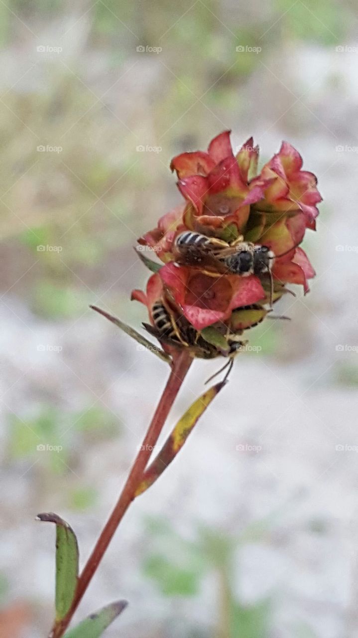 Nature, No Person, Insect, Flower, Outdoors