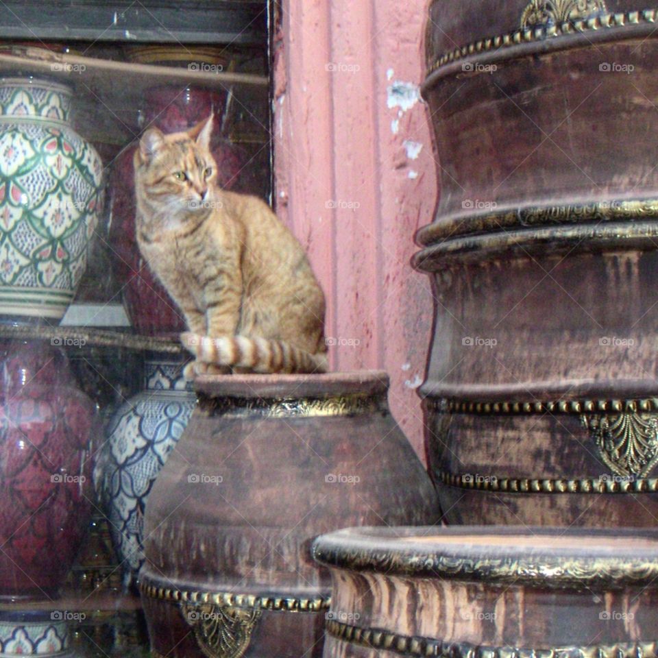 cat in Egypt