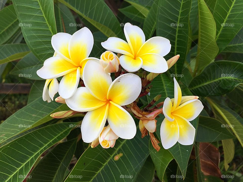 Flowers Plumerias, a fragrant flowering of a genus that includes frangipani. 