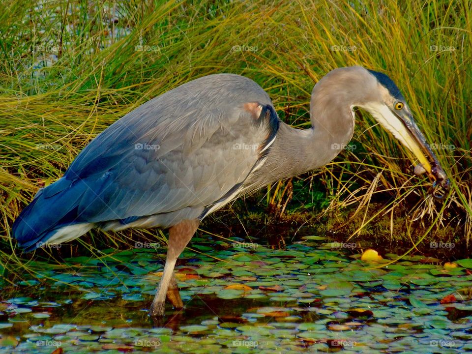 Great blue herring eating
