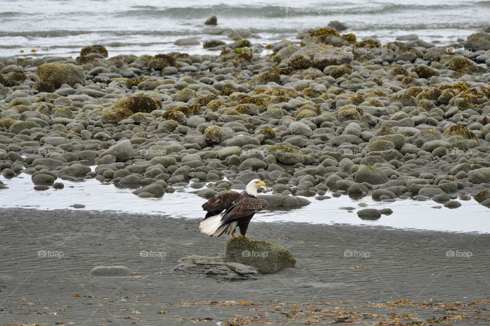 bald eagle