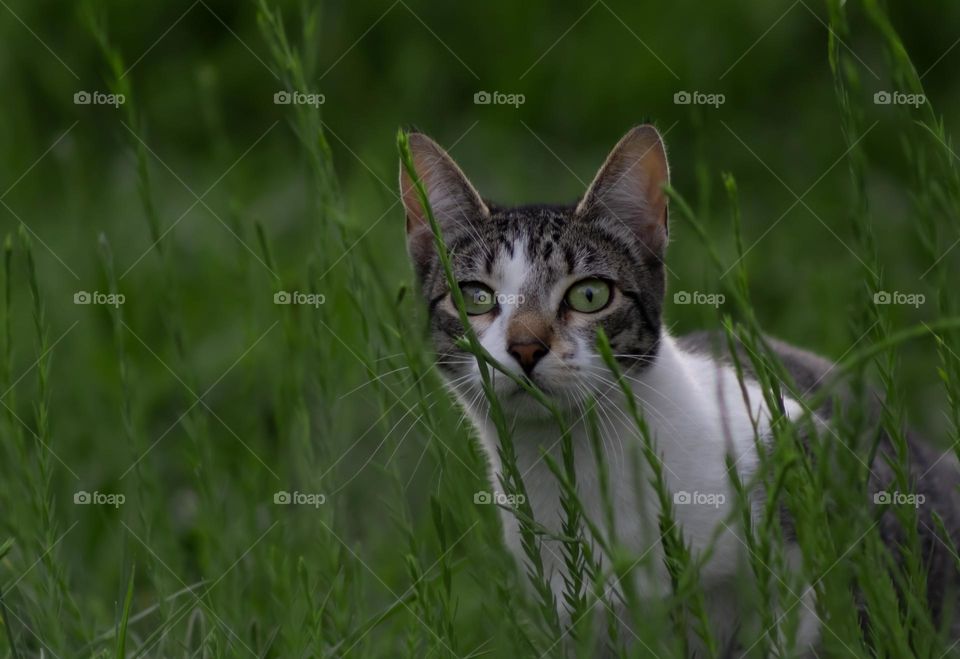 Young cat surrounded by long green grass and flax