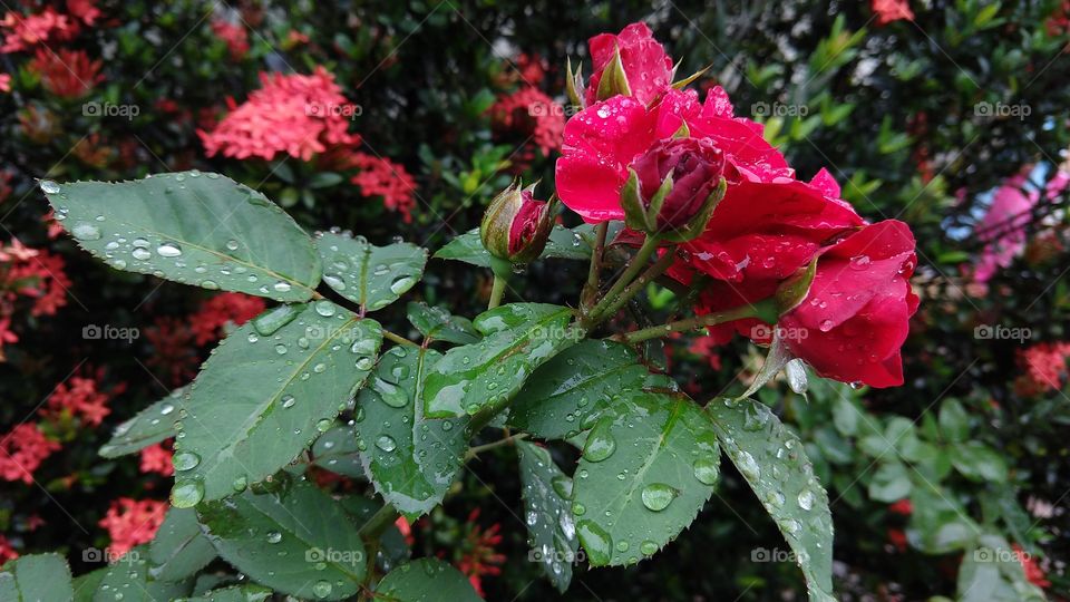 A roseira após a chuva com botões e rosas vermelhas.