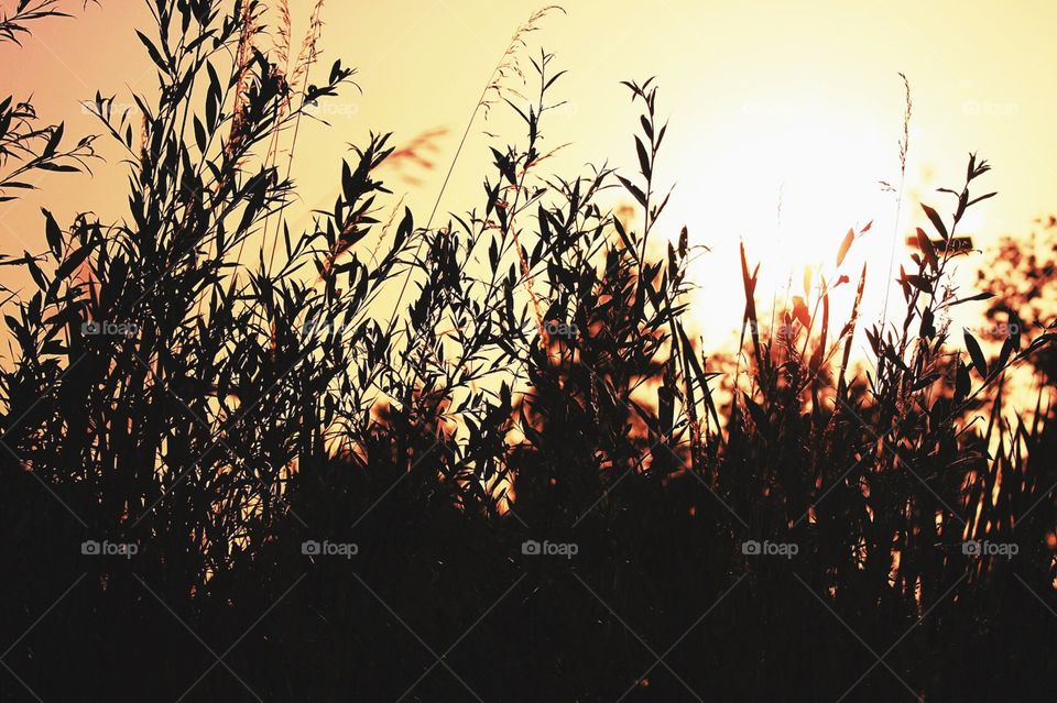 wonderful sunset behind branches