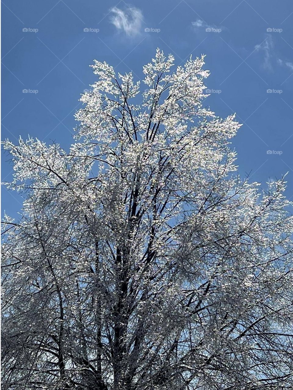 Ice covered tree
