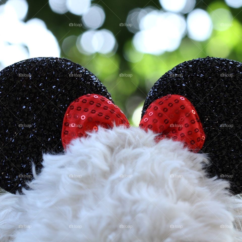 Minnie - doodle!. Golden doodle with Minnie Mouse ears :)