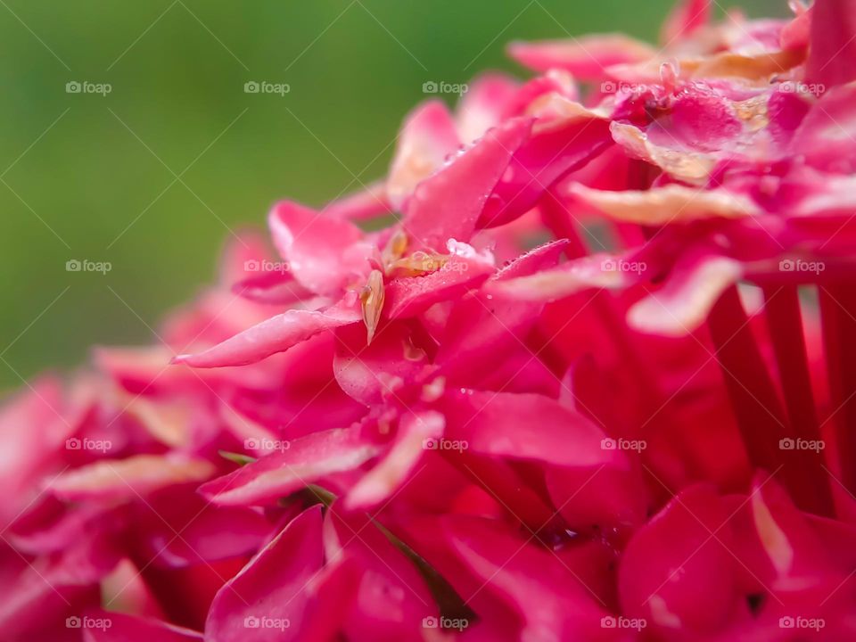 Ashoka flowers are pink.