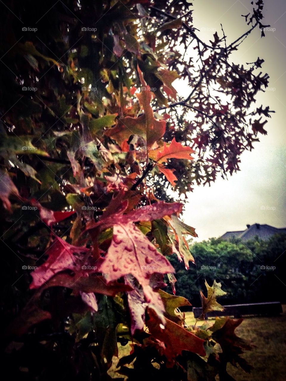 Oak tree in the rain