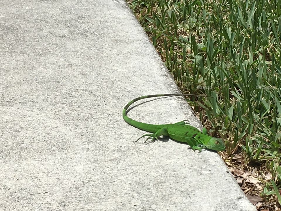 Baby iguana in the grass