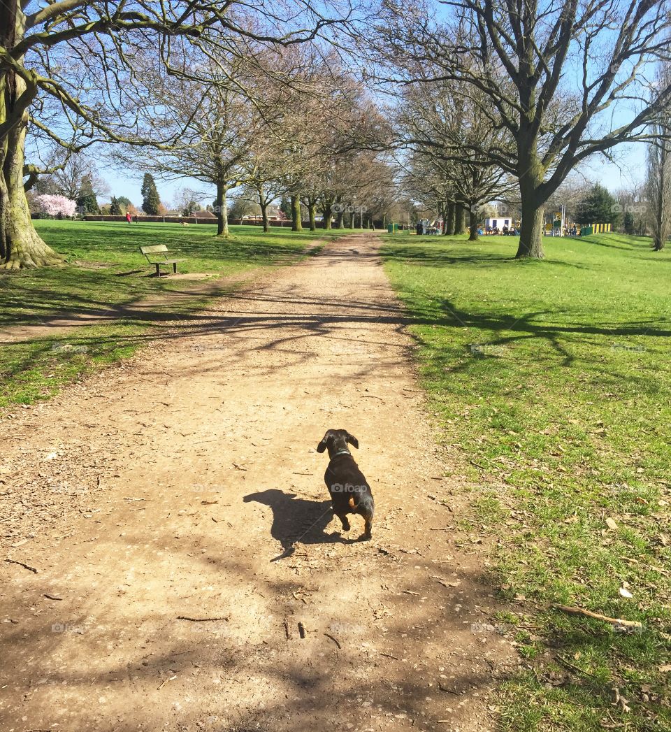Spring dog walk in the park 