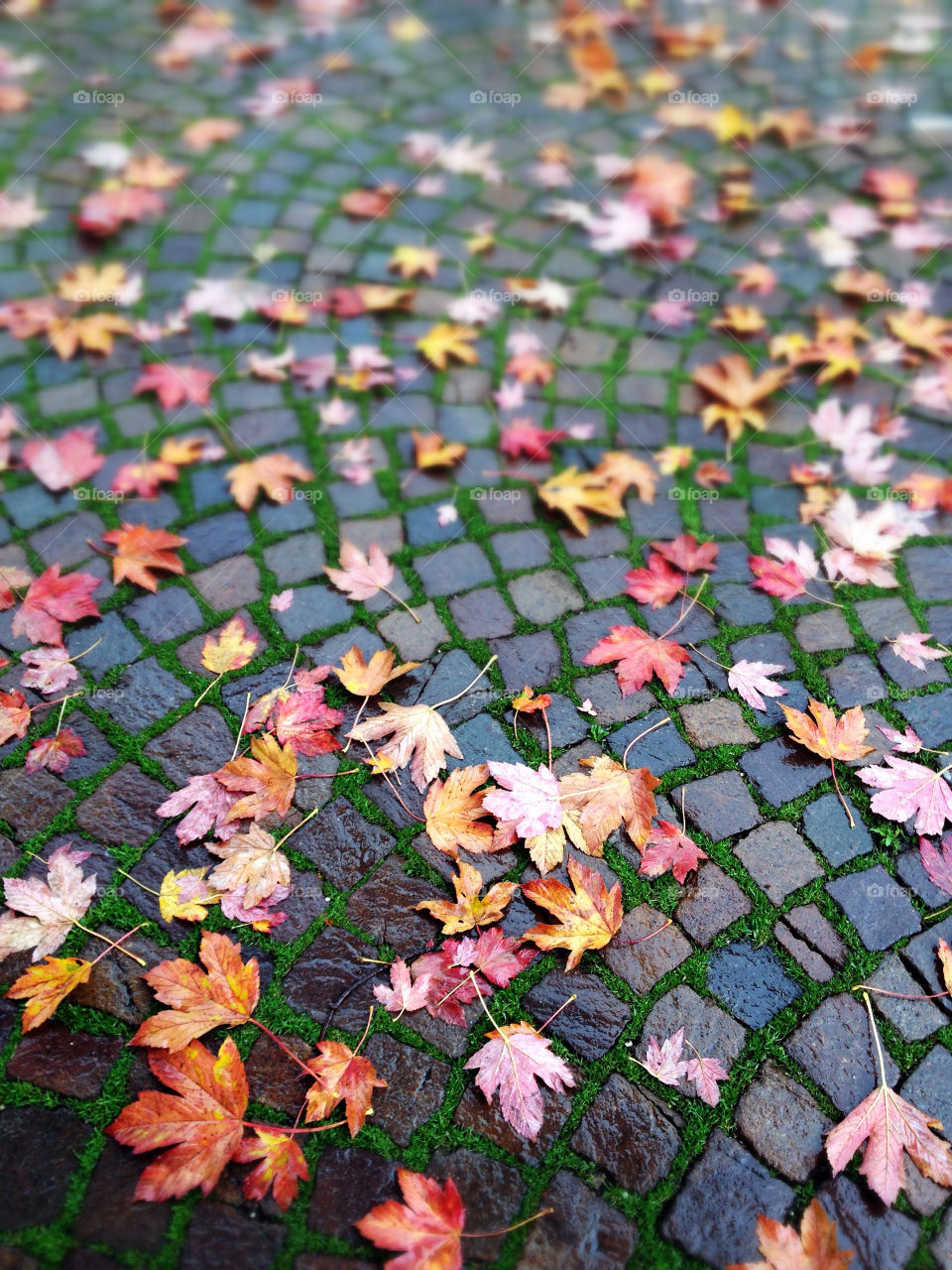 Wet autumn leaves on cobblestone pavement