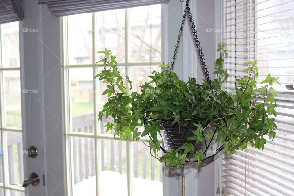 Potted plant hanging at home
