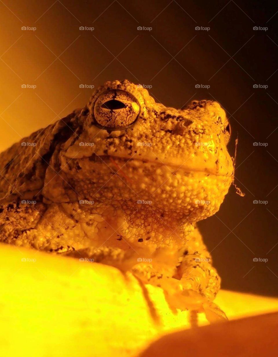 Tree Frog just ate a bug !!