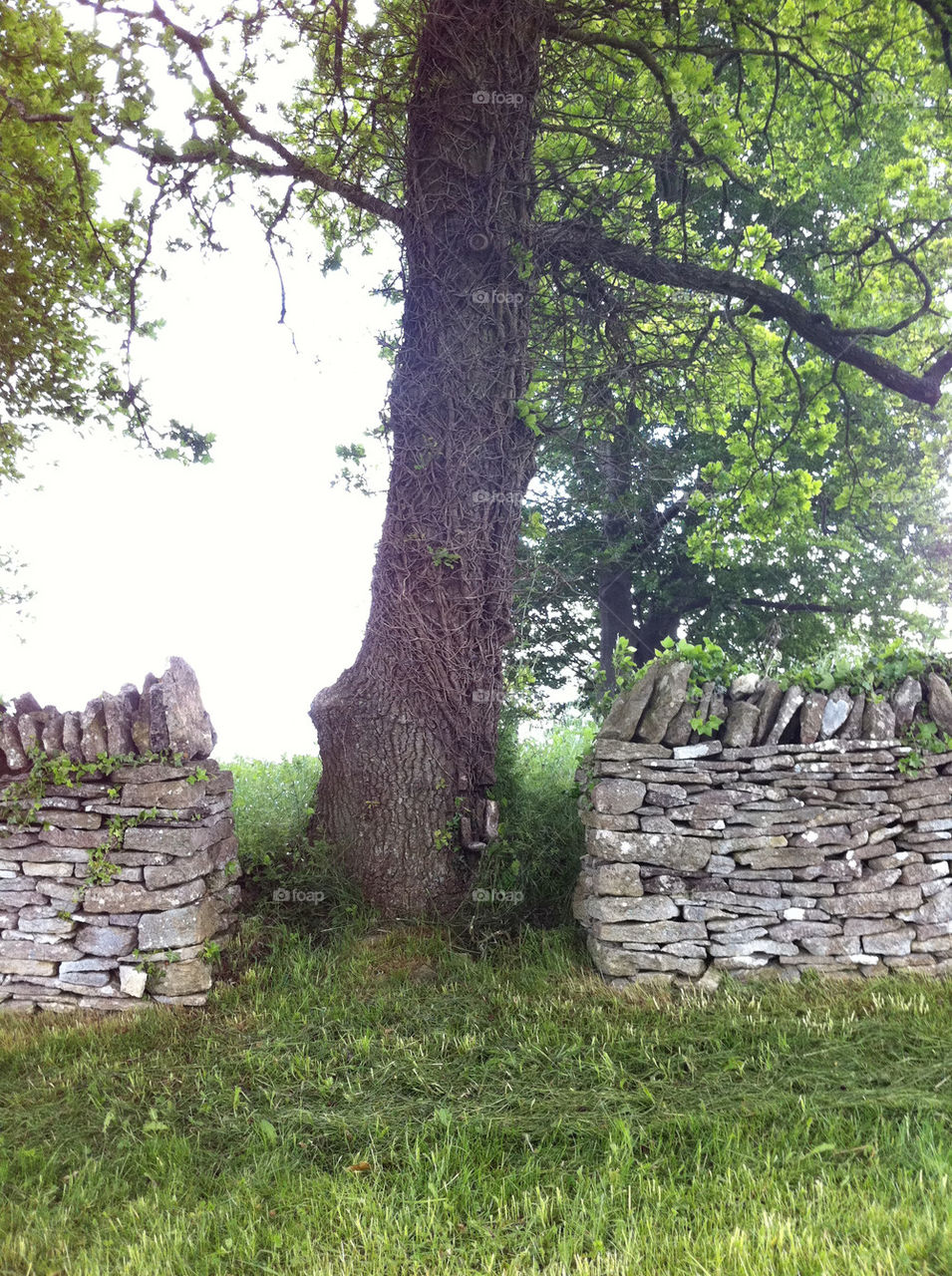 landscape wall tree england by mylo