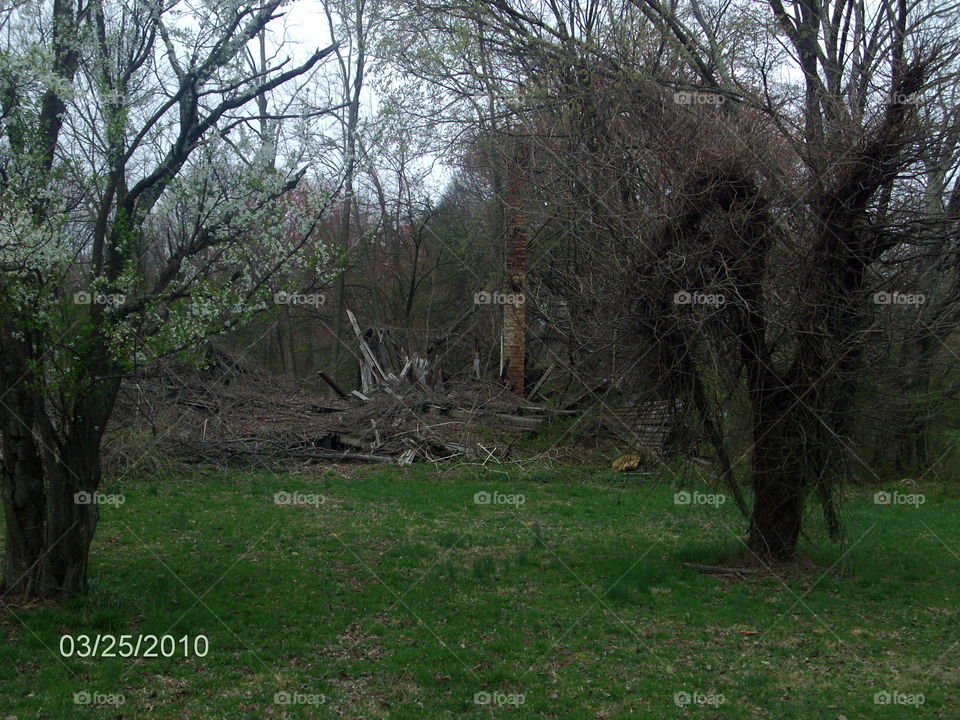 Tree, Nature, No Person, Wood, Outdoors