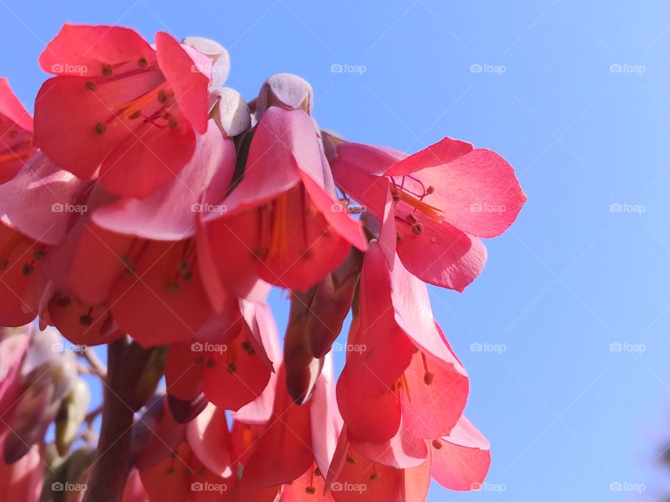 View of the bright pink Mother of Millions Flowers from below with the bright, blue sky above.