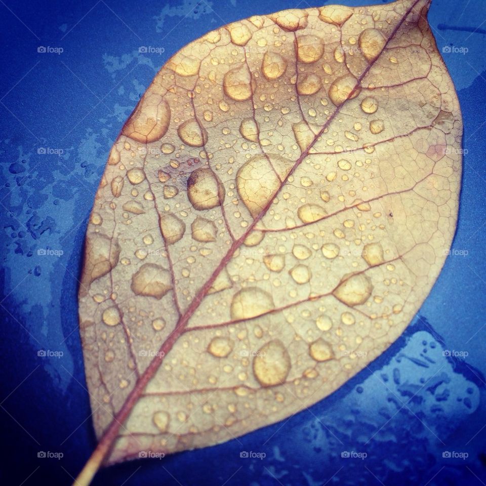 Rain drops on autumn leaf.