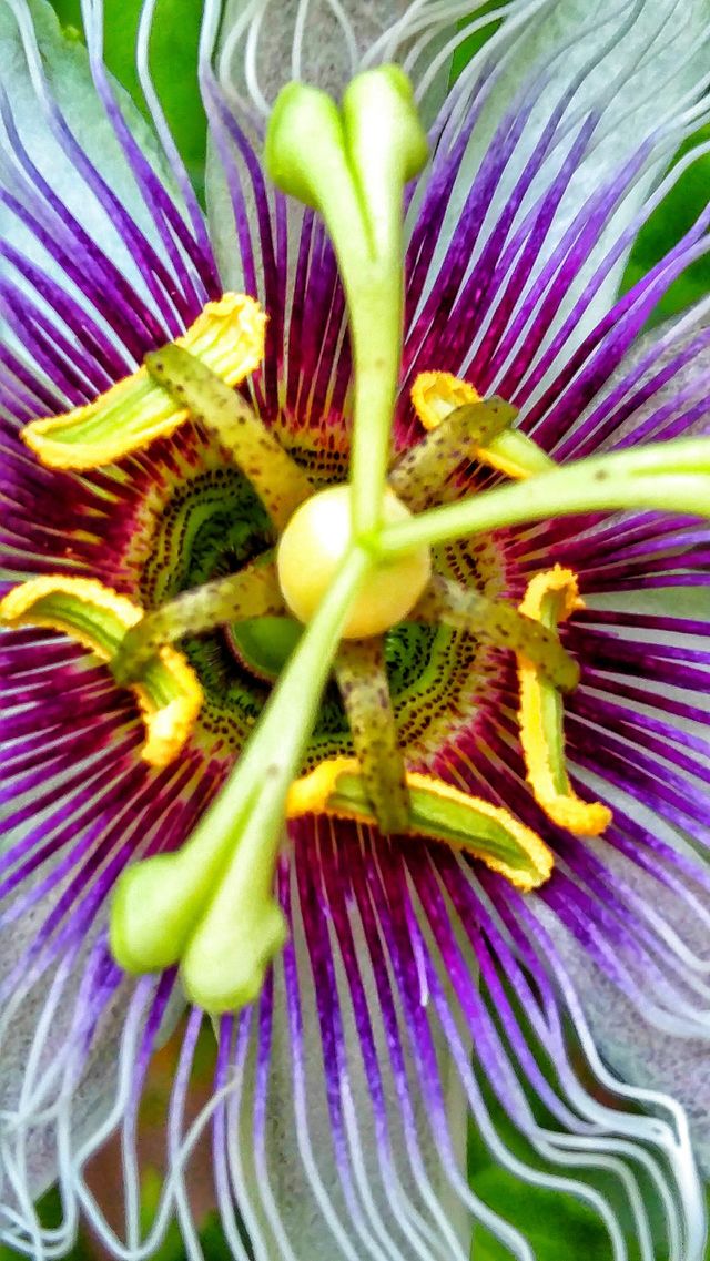 Colorful Passion Flower. summer garden