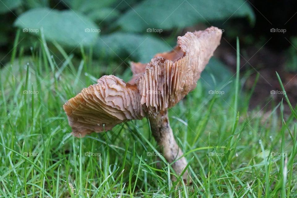 Line mushroom growing in the grass 