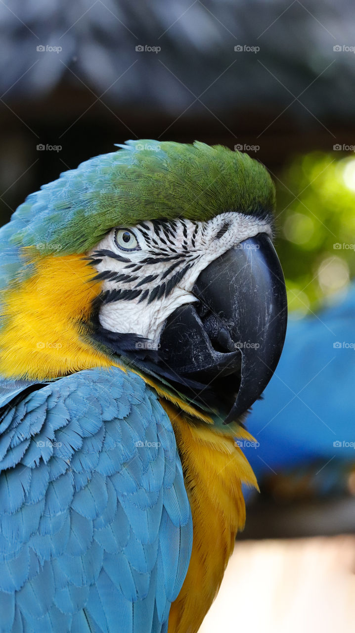 closeup portrait of colorful parrot  macaw