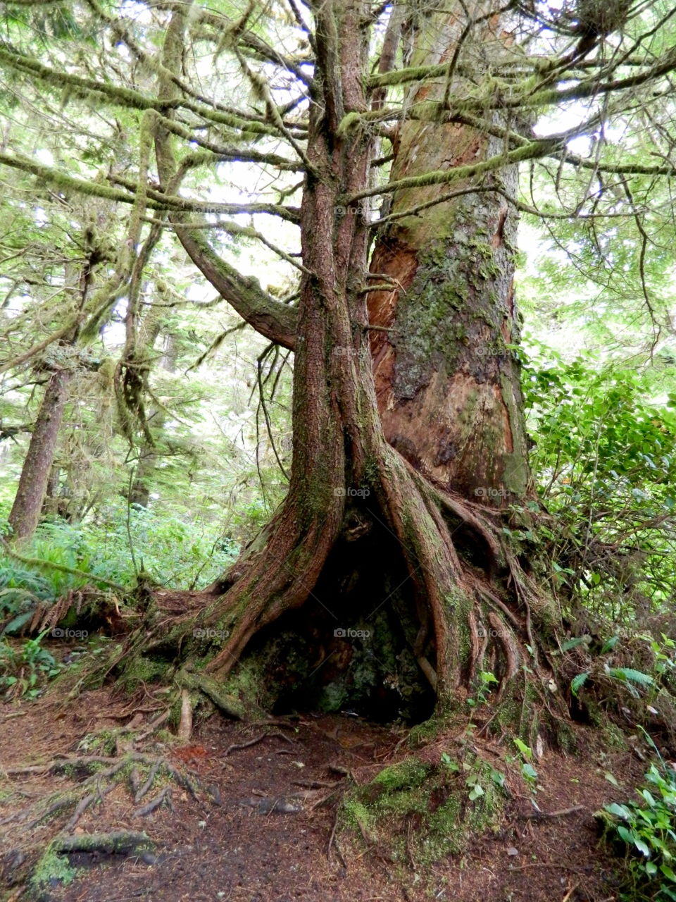 Magical Forest Vancouver Island