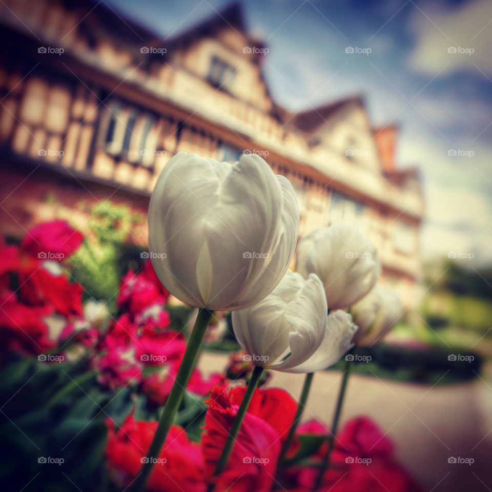 Garden. Stately home