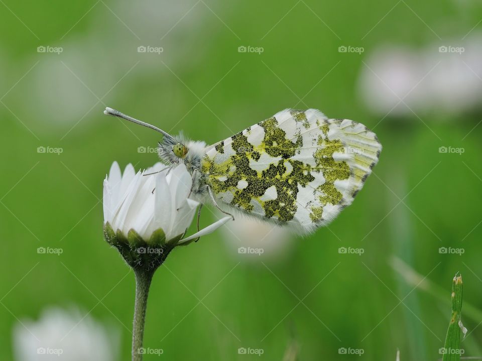 Spring butterfly