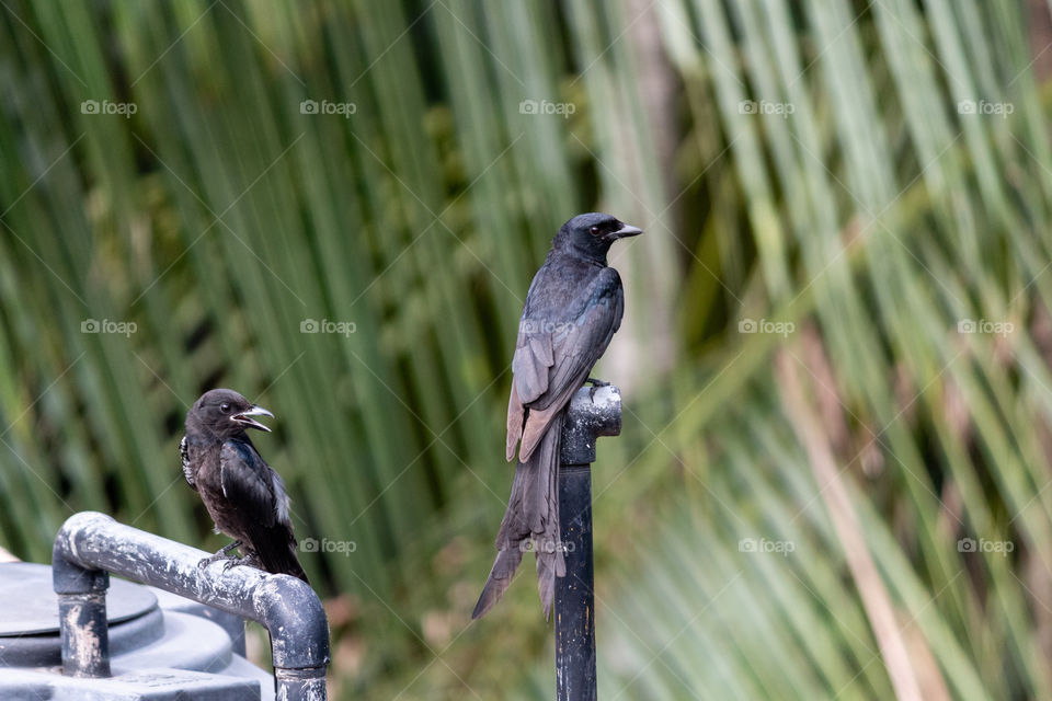 The Story of Birds