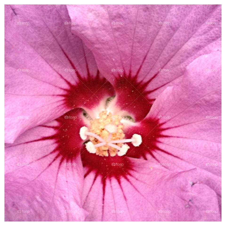 Flower beauty Closeup