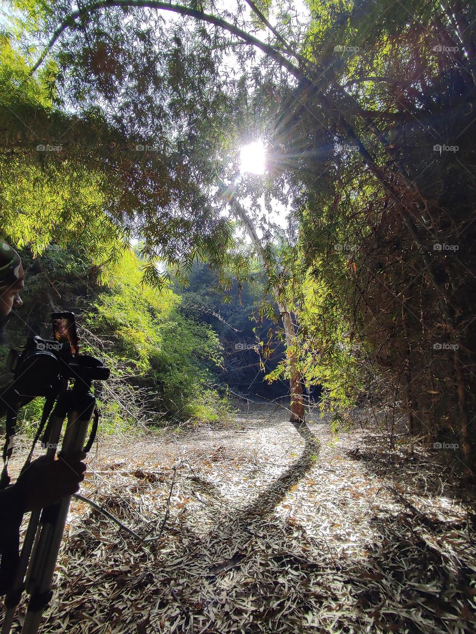taking a shot of sun rays.