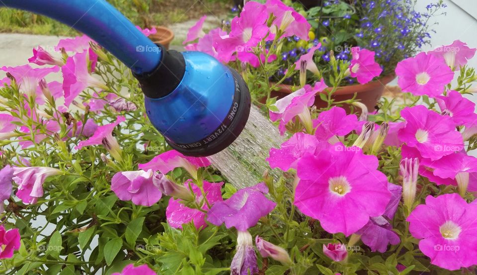 Don't forget to water