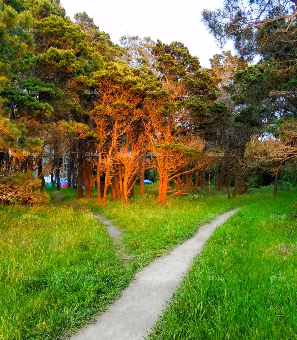 choose the path less traveled