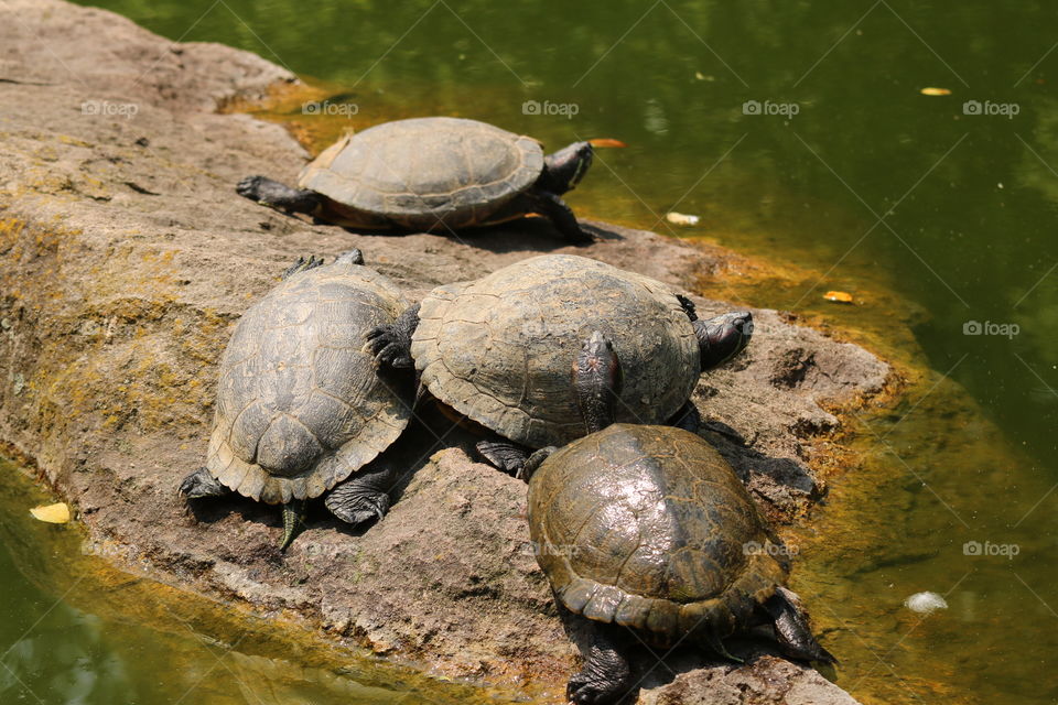 Turtles Sunbathing