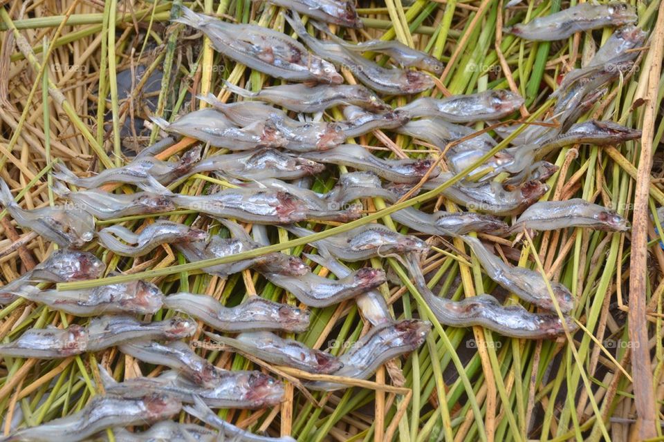 fish seaweed peru titicaca by anetteaventyr