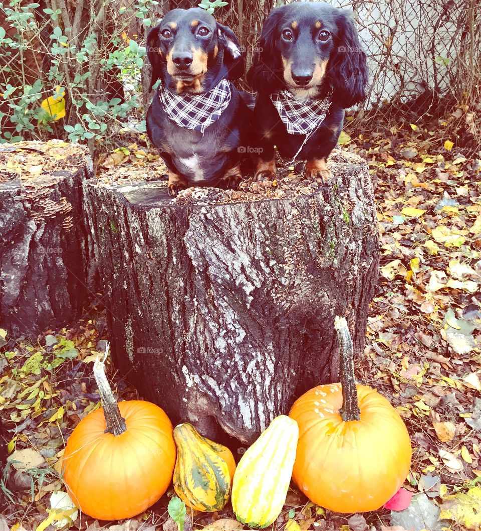 Fall wienies 