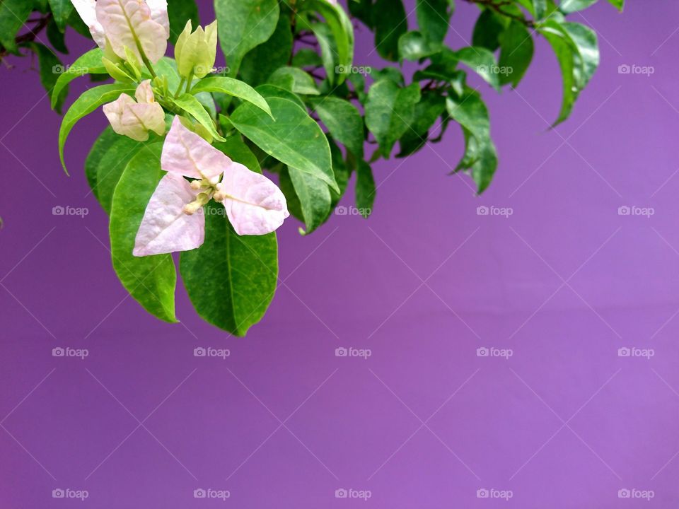 Flower against purple wall