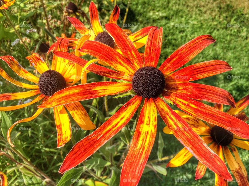 Summertime beauty