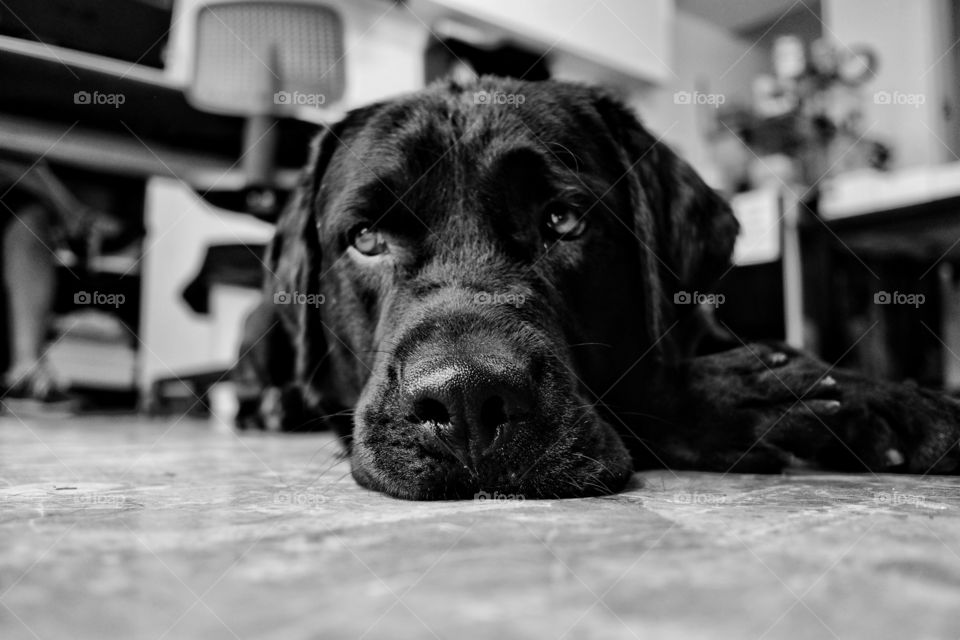 Black and white photo of Labrador dozing