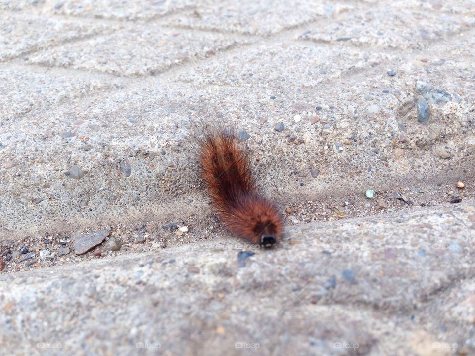 furry caterpillar on the road