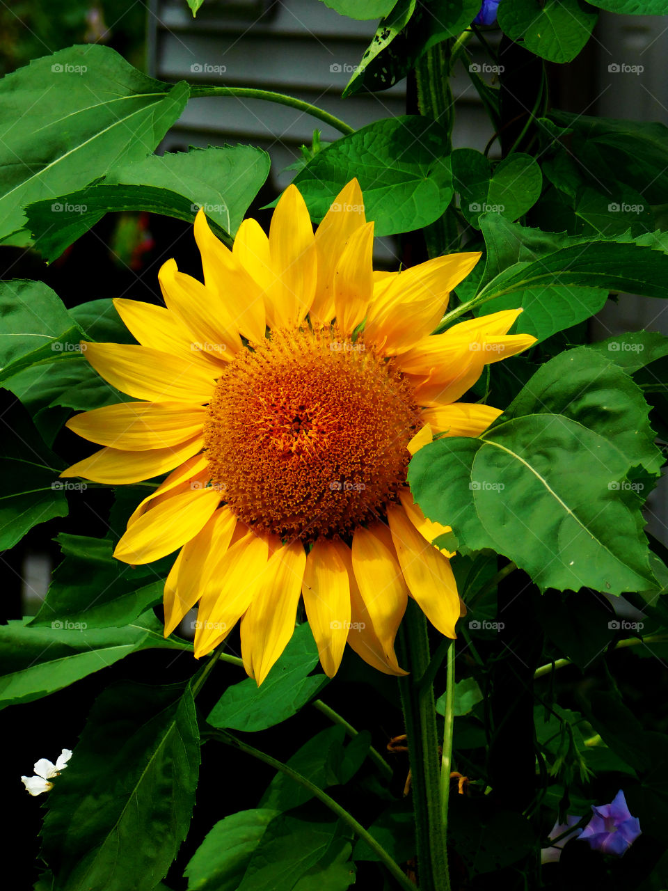 radiant yellow sun flower 