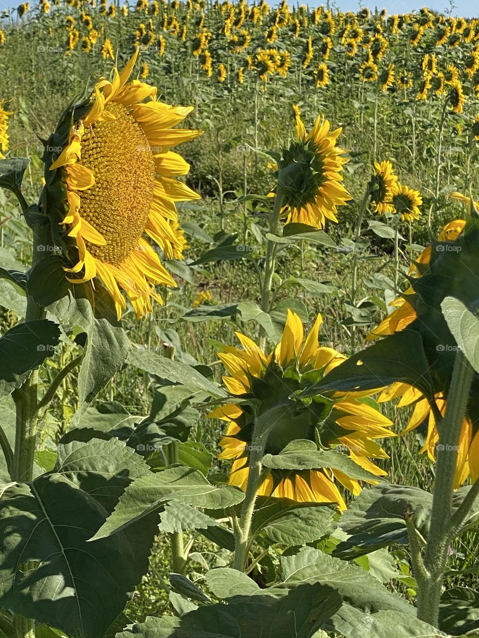 Sunflower field