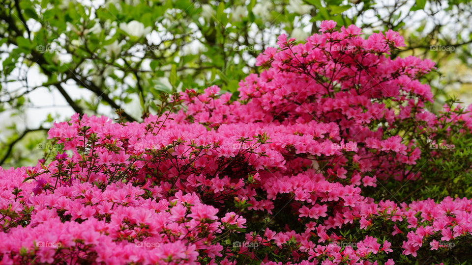 Red flowers on a tree during spring in Antwerp