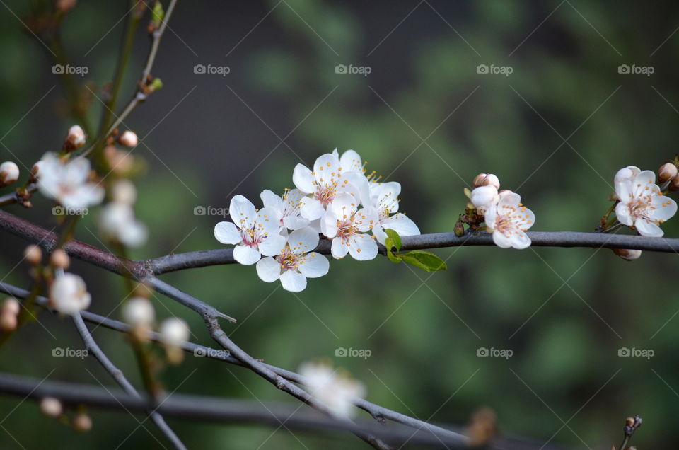 Cherry blossoms in full bloom